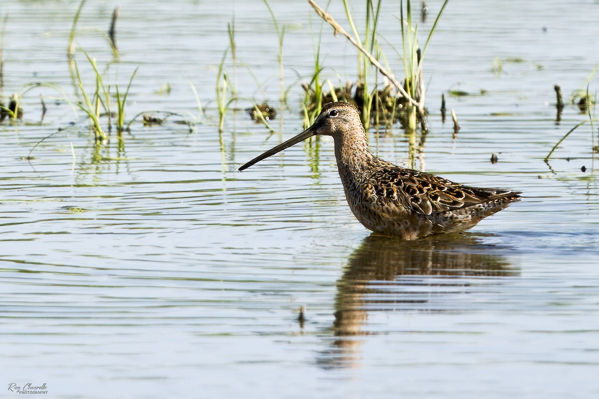 Long-billed Dowitcher - ML619862339