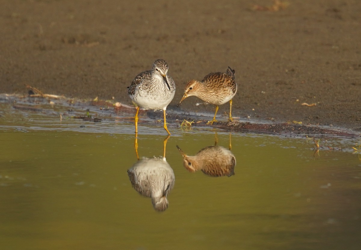 Pectoral Sandpiper - ML619862358