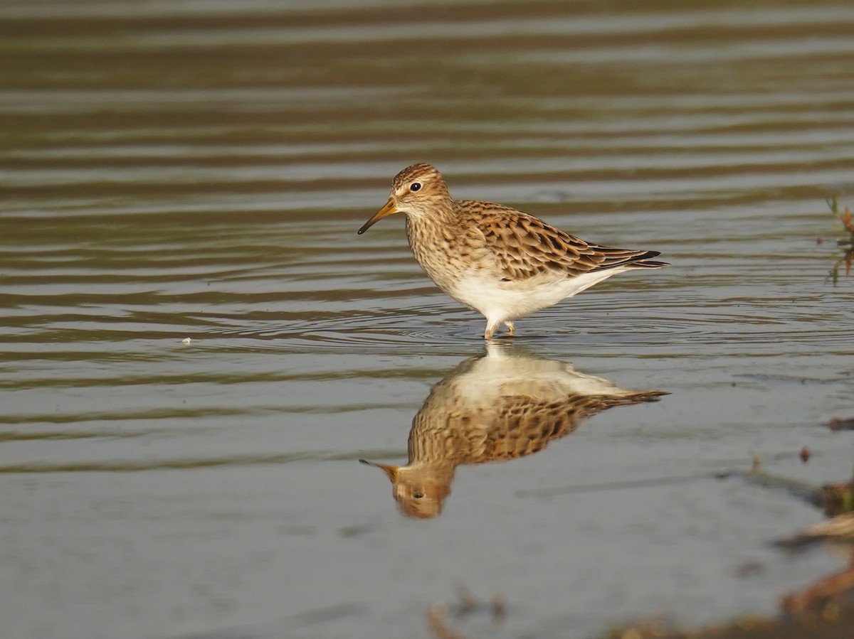 Pectoral Sandpiper - ML619862359