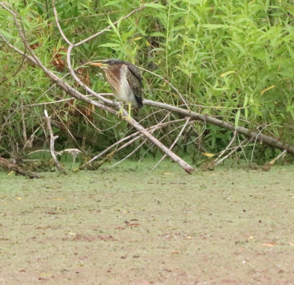 Green Heron - ML619862361