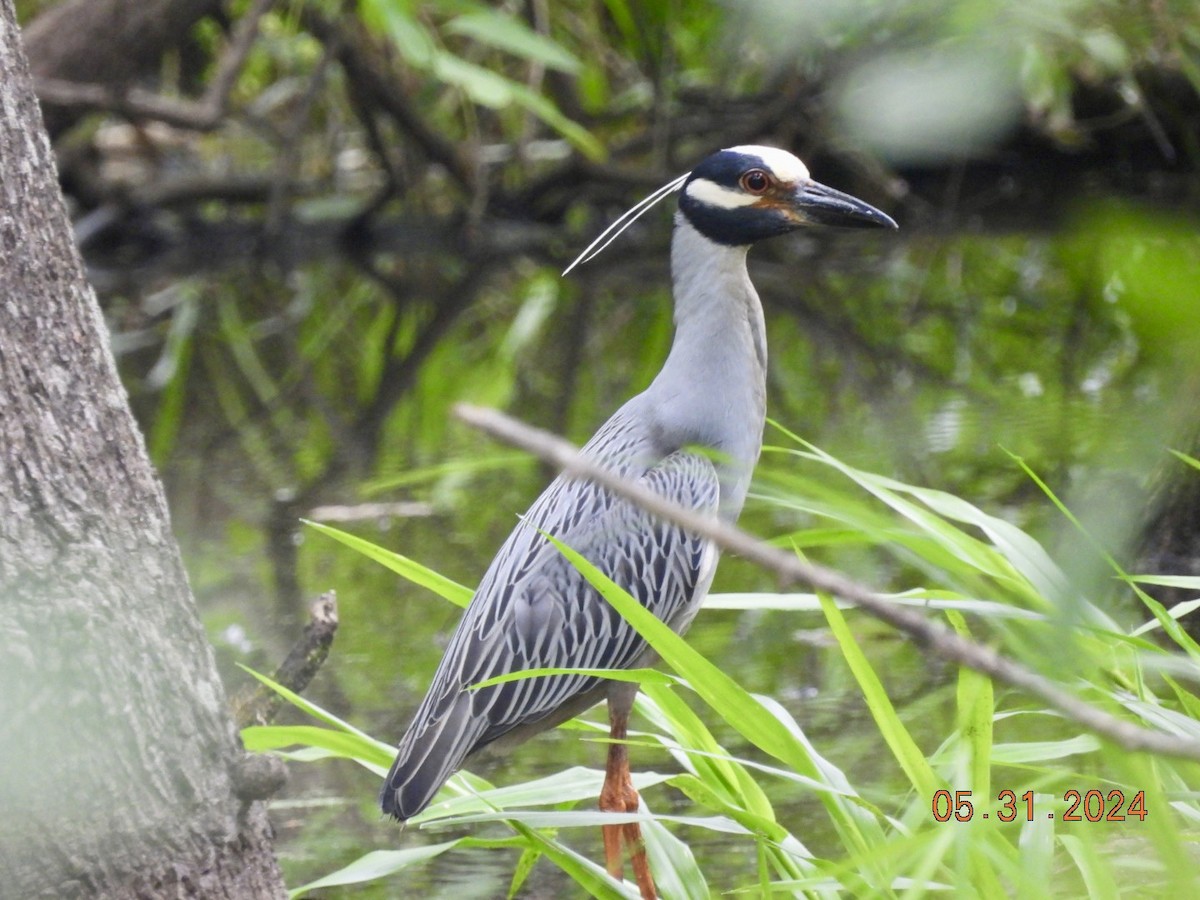 Yellow-crowned Night Heron - Matt Rivers