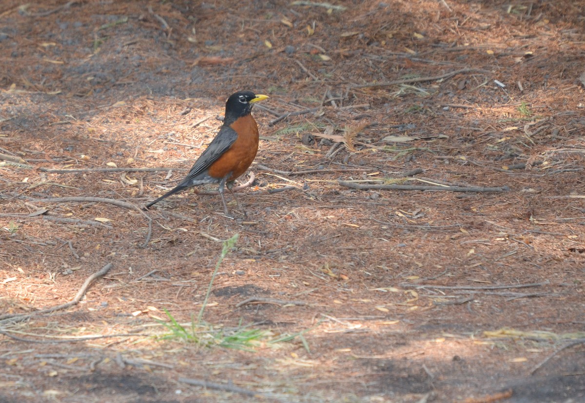 American Robin - ML619862367