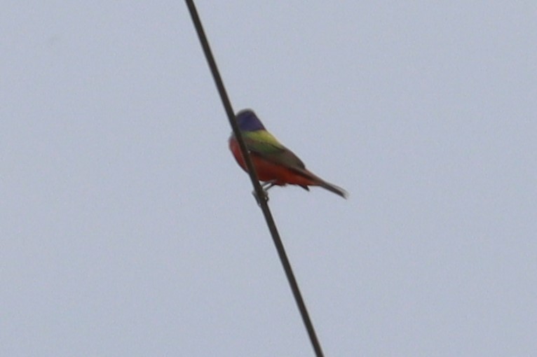Painted Bunting - ML619862369