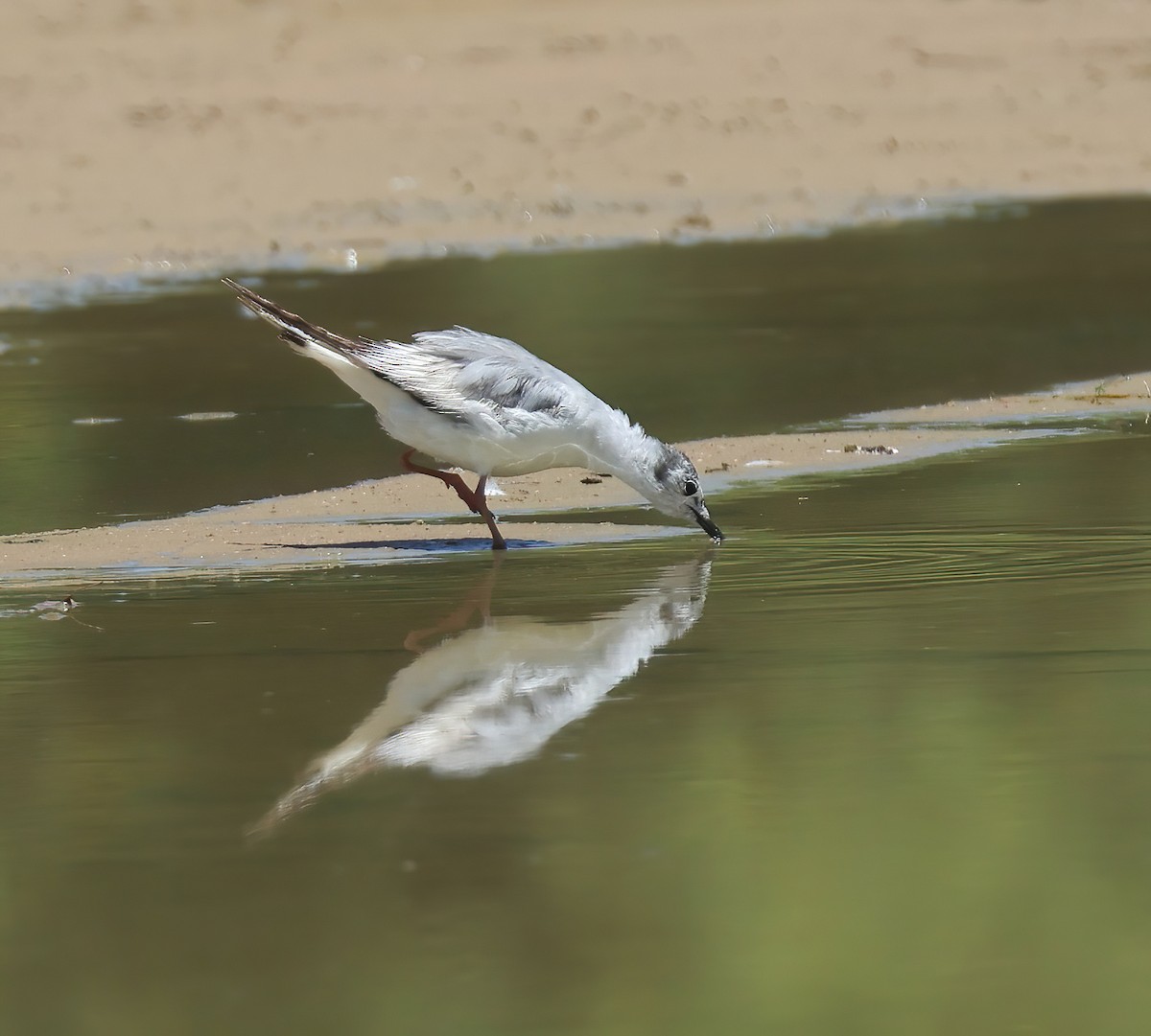 Mouette de Bonaparte - ML619862371