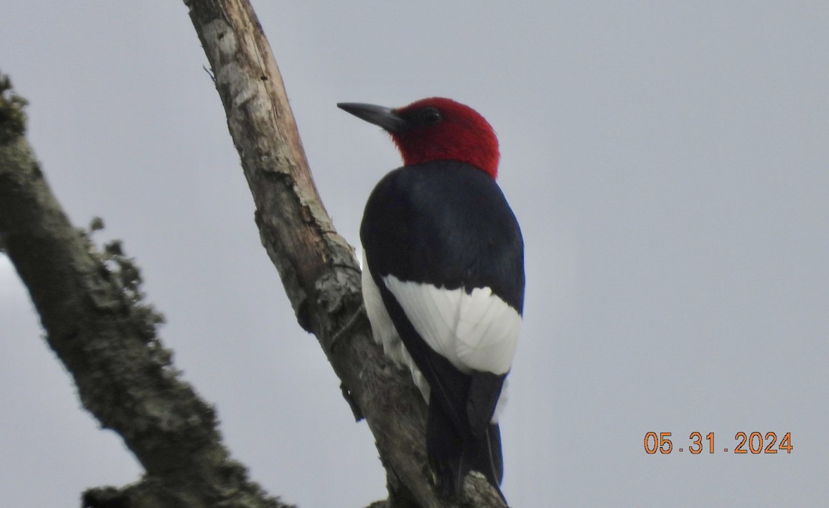 Red-headed Woodpecker - Matt Rivers