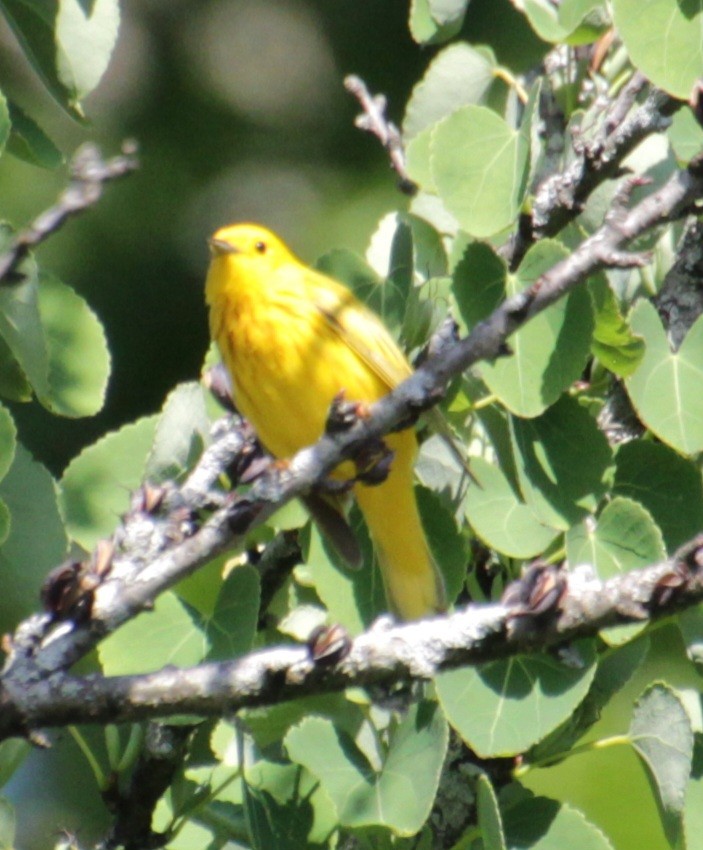 Yellow Warbler (Northern) - ML619862383