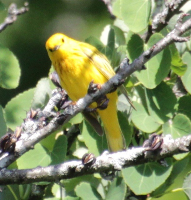 Yellow Warbler (Northern) - ML619862384