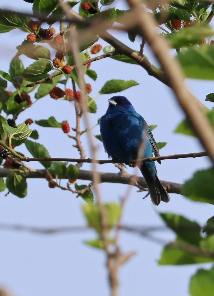 Indigo Bunting - ML619862385