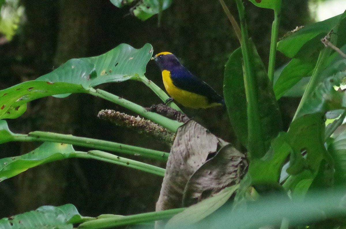 Orange-bellied Euphonia - ML619862387