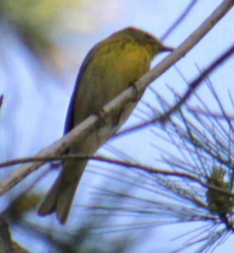 Pine Warbler - ML619862391