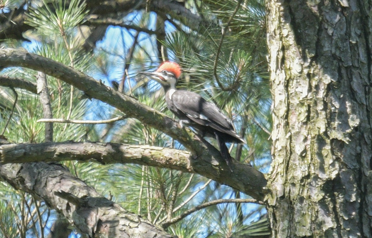 Pileated Woodpecker - ML619862396