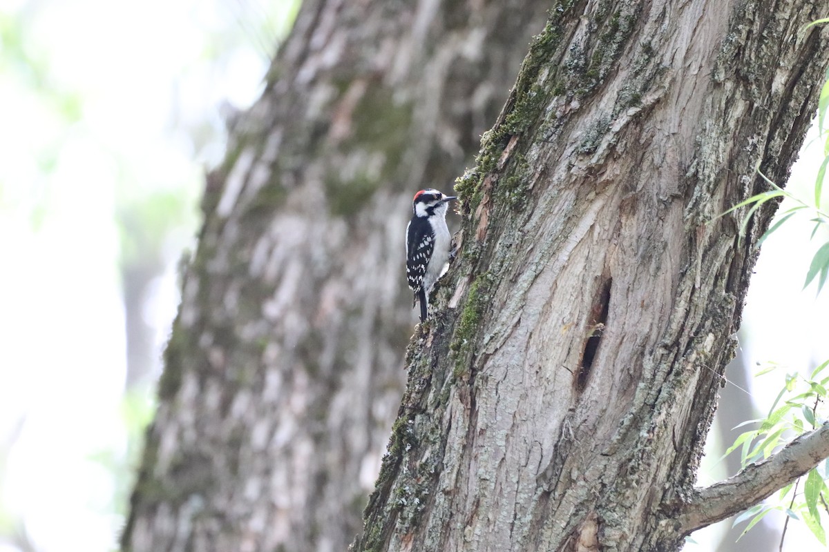 Downy Woodpecker - ML619862397