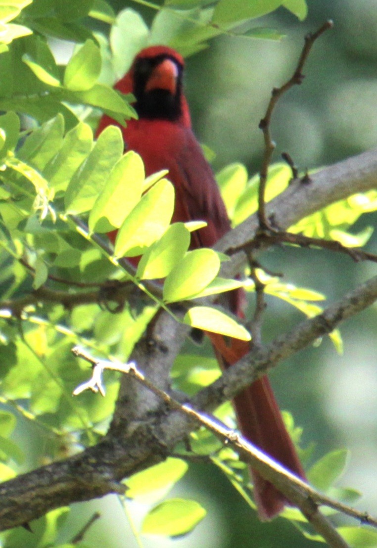 Cardinal rouge - ML619862399