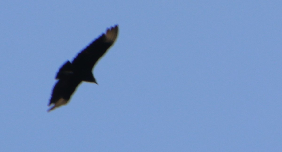 Black Vulture - ML619862416
