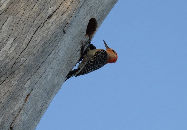Red-bellied Woodpecker - ML619862418