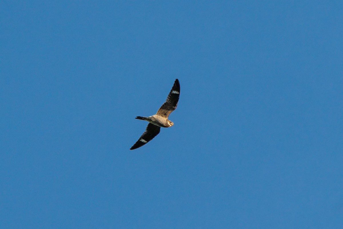Common Nighthawk - ML619862430