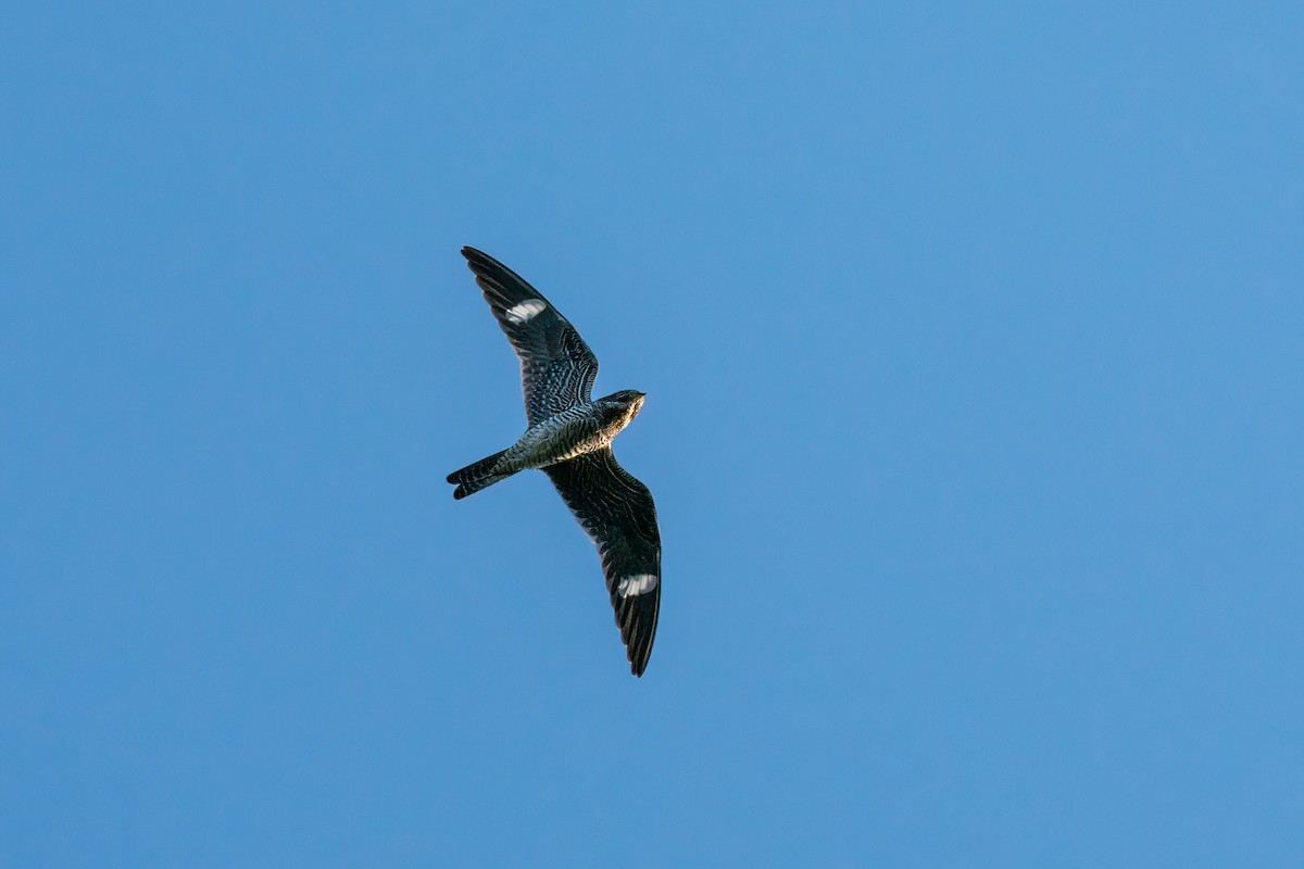 Common Nighthawk - ML619862431