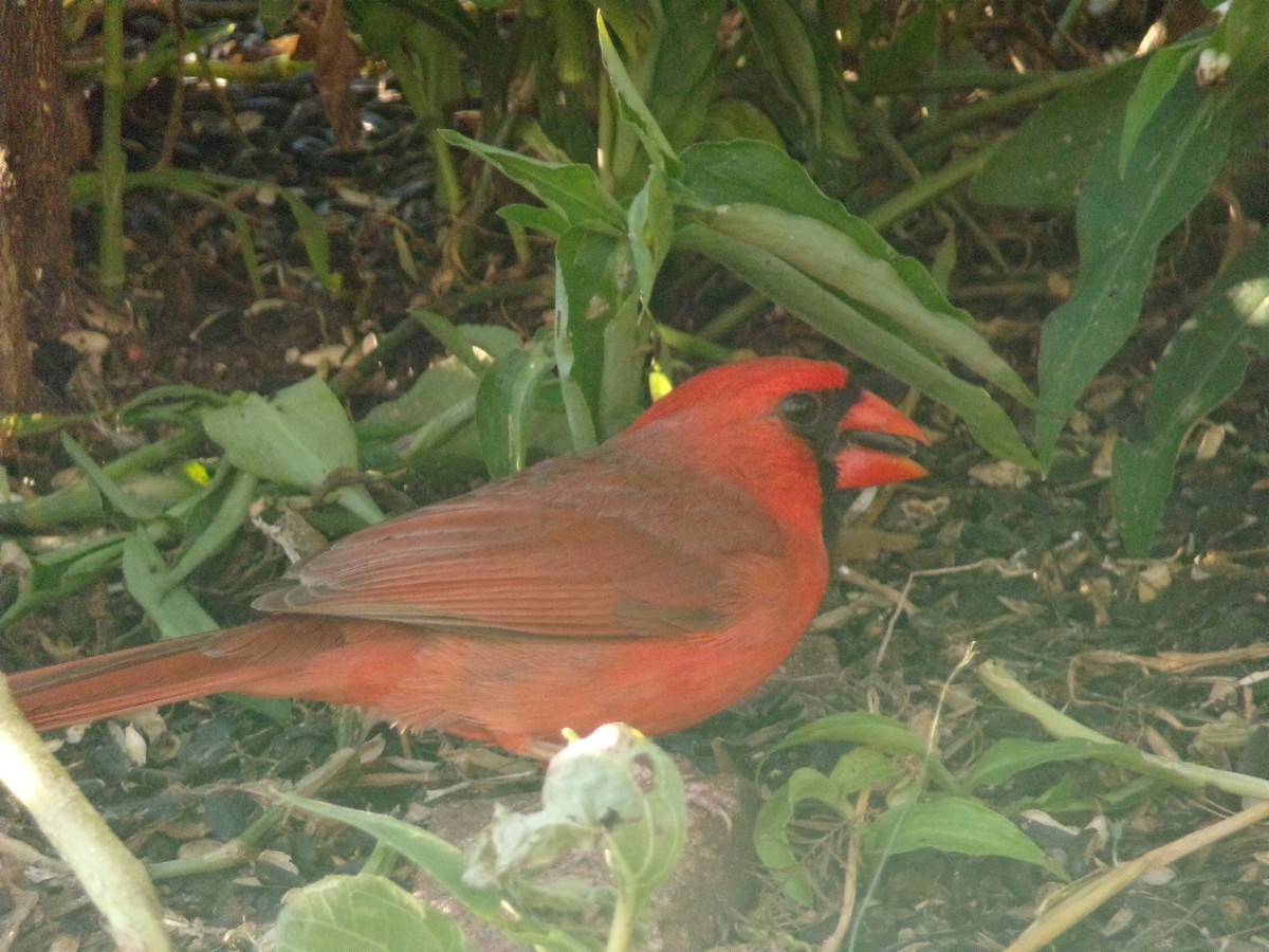 Northern Cardinal - ML619862433