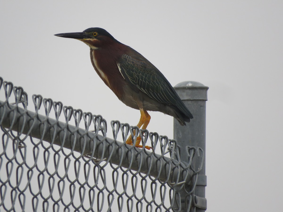 Green Heron - Tom Ewert