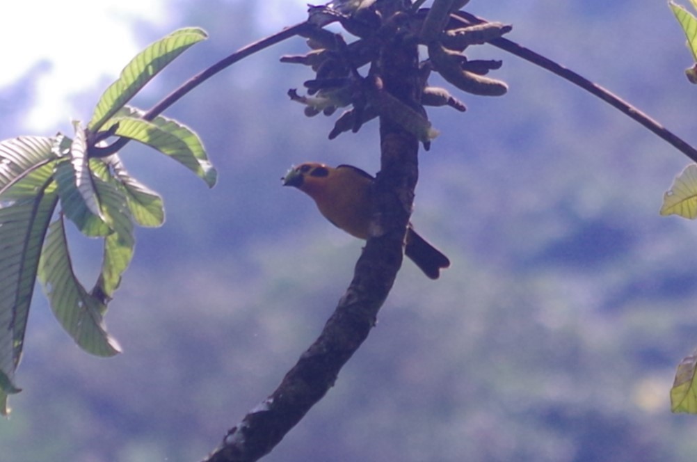 Golden Tanager - ML619862437