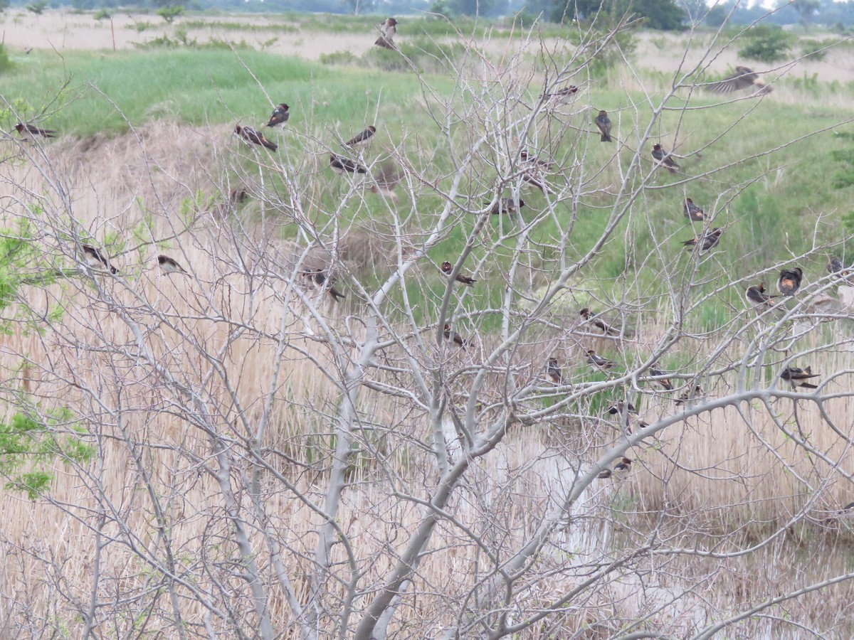 Cliff Swallow - ML619862439