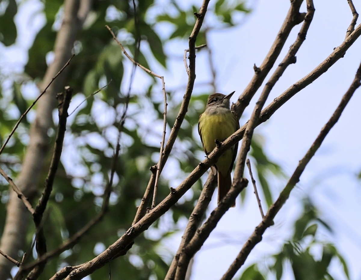 Great Crested Flycatcher - ML619862443