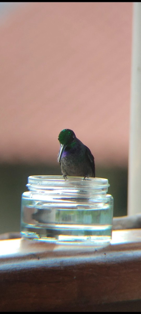 Blue-chested Hummingbird - ML619862446