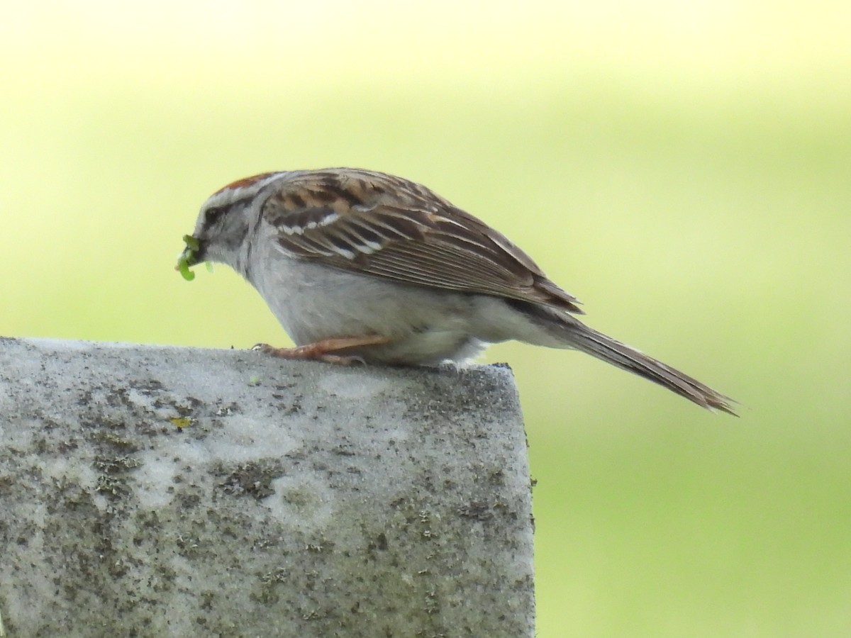 Chipping Sparrow - ML619862461