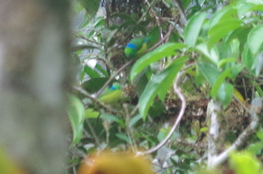 Blue-naped Chlorophonia - ML619862467