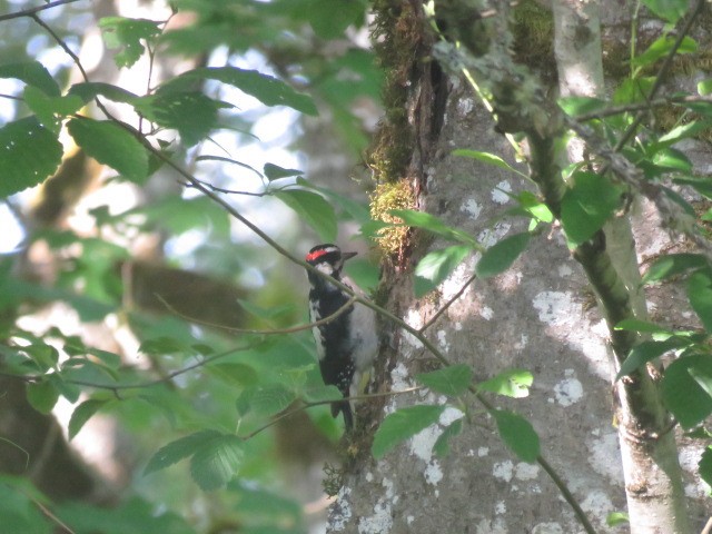 Hairy Woodpecker - ML619862469
