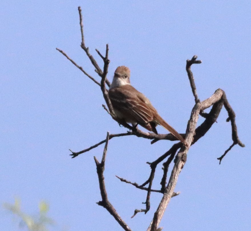 Ash-throated Flycatcher - ML619862472