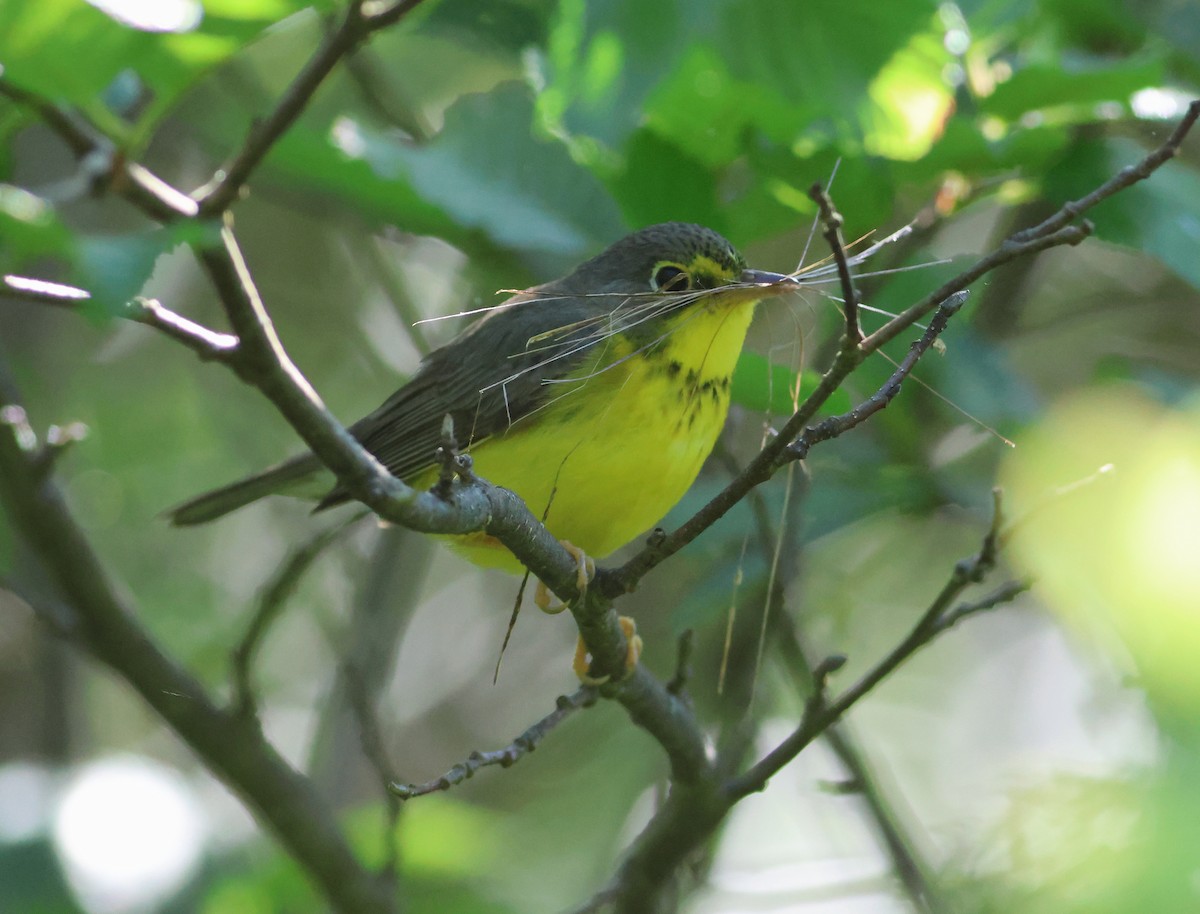 Canada Warbler - ML619862477