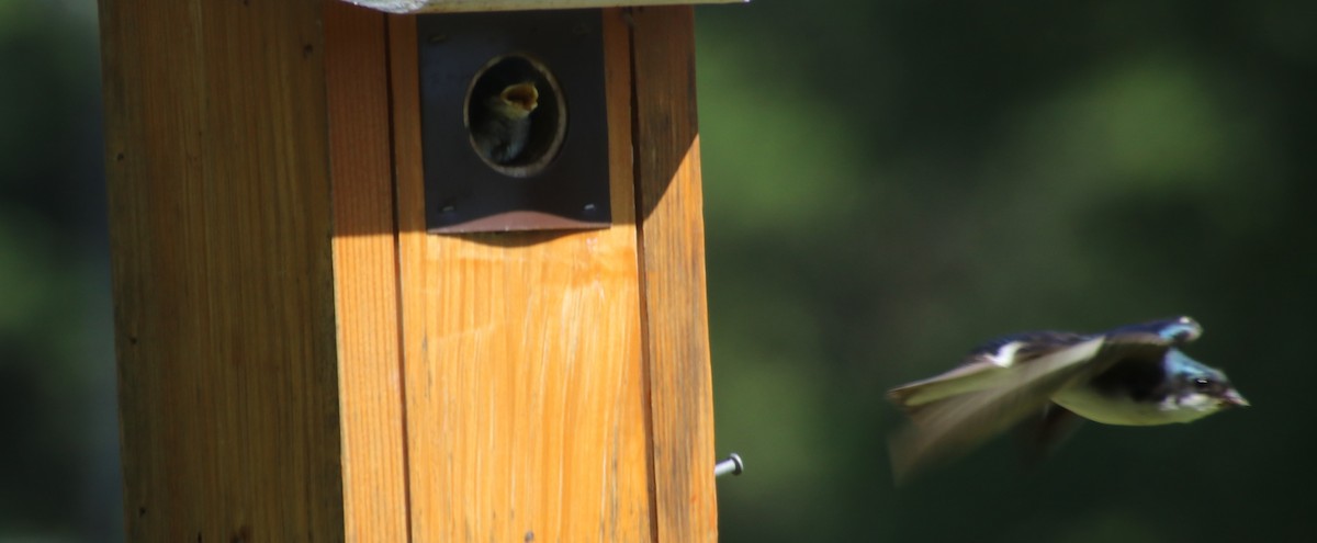 Golondrina Bicolor - ML619862487