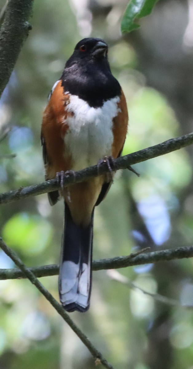 Spotted Towhee - ML619862498