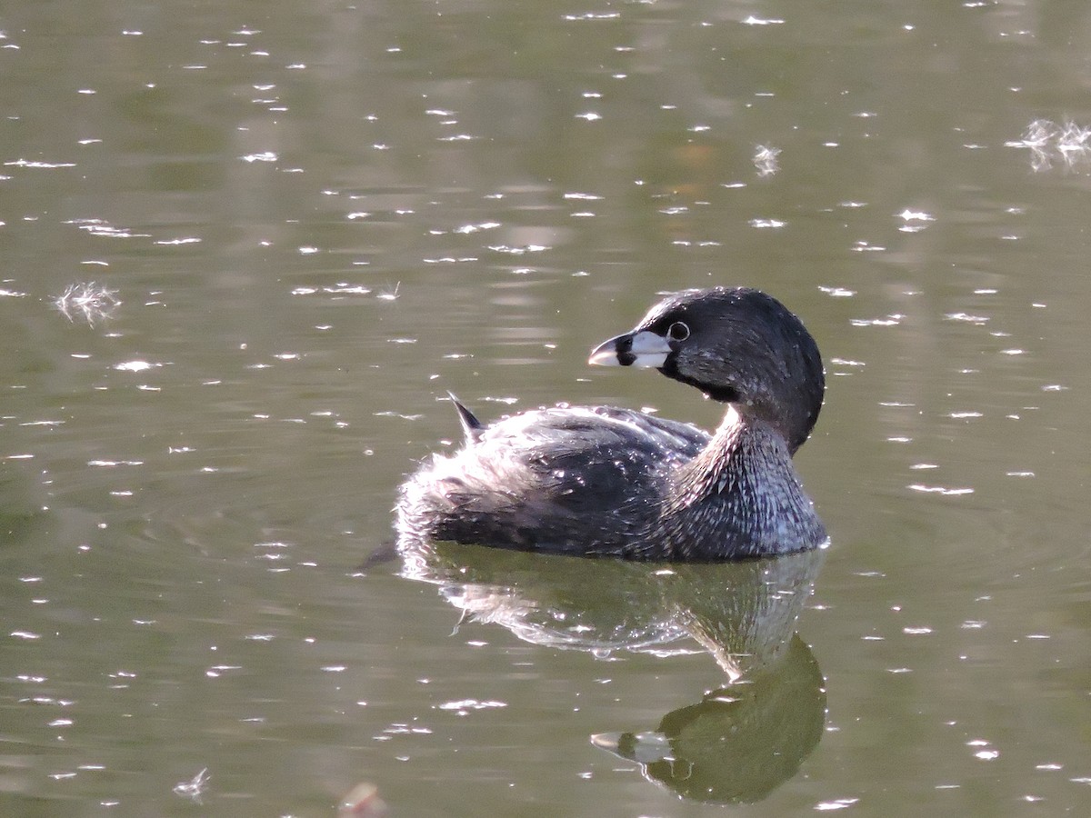 Pied-billed Grebe - ML619862534