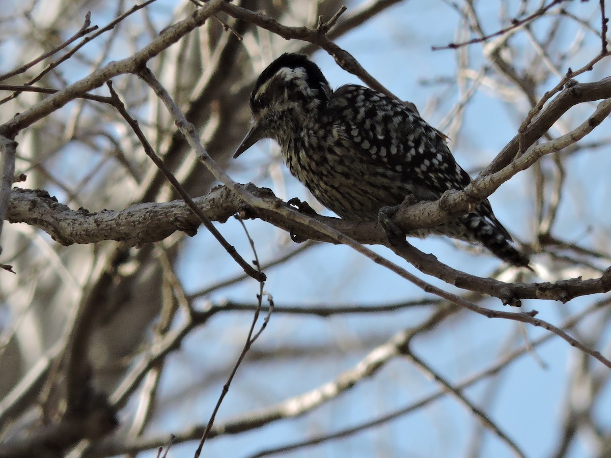 Checkered Woodpecker - ML619862549