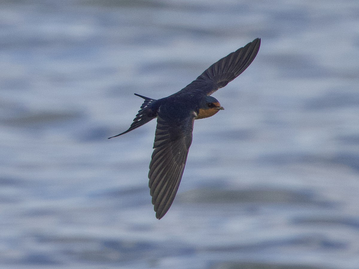 Barn Swallow - ML619862551