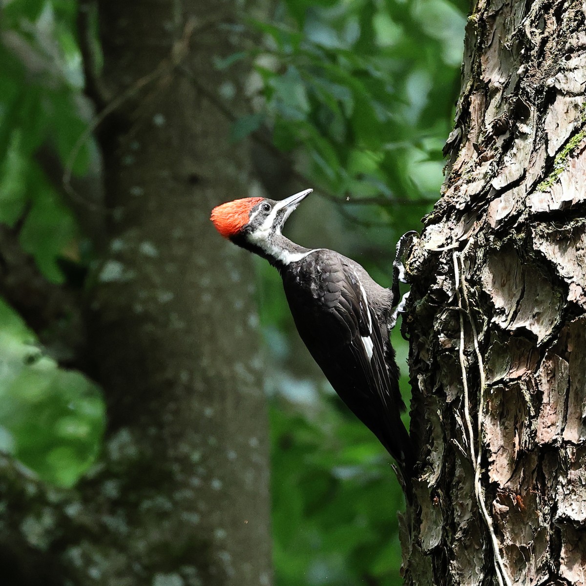 Pileated Woodpecker - ML619862565