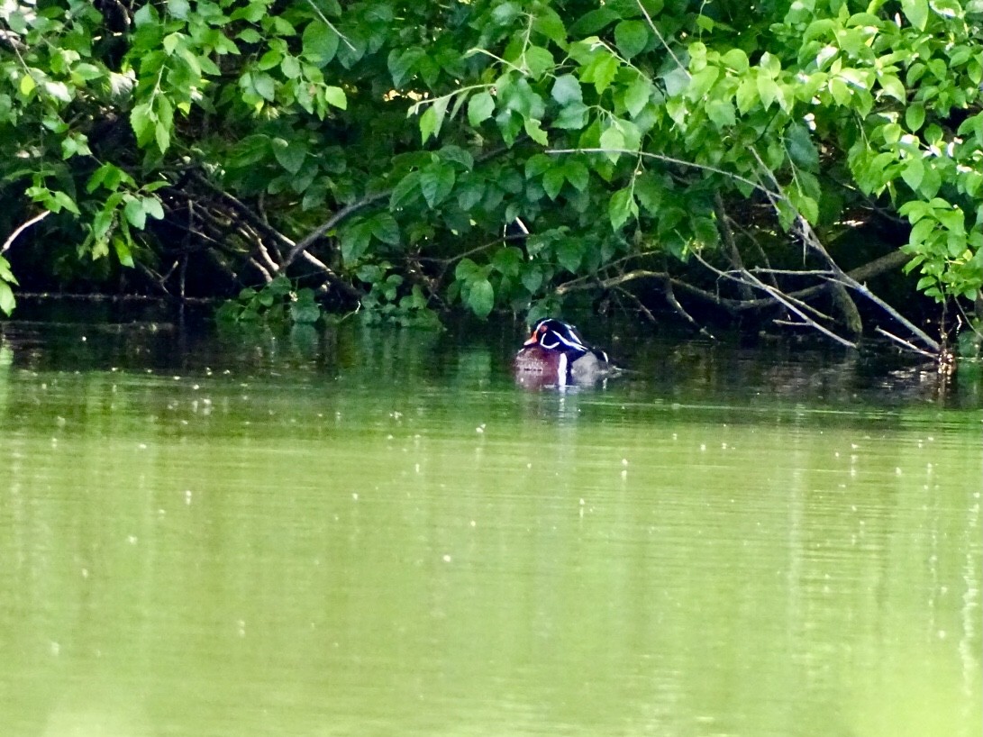 Wood Duck - ML619862578