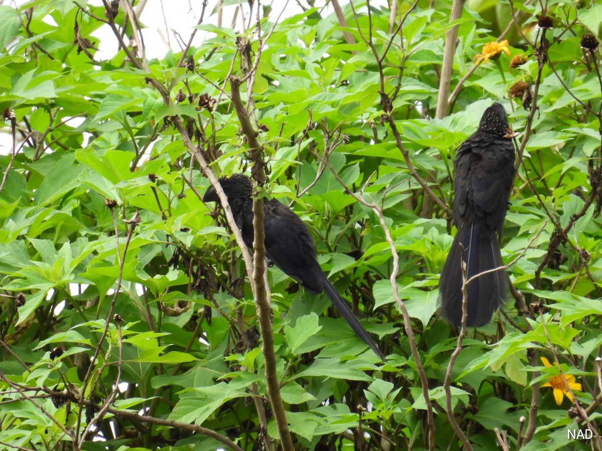 Smooth-billed Ani - ML619862596