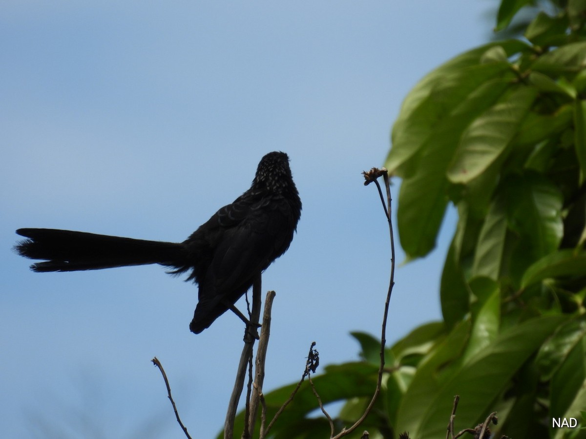 Smooth-billed Ani - ML619862597