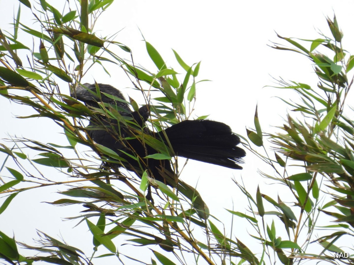 Smooth-billed Ani - ML619862598