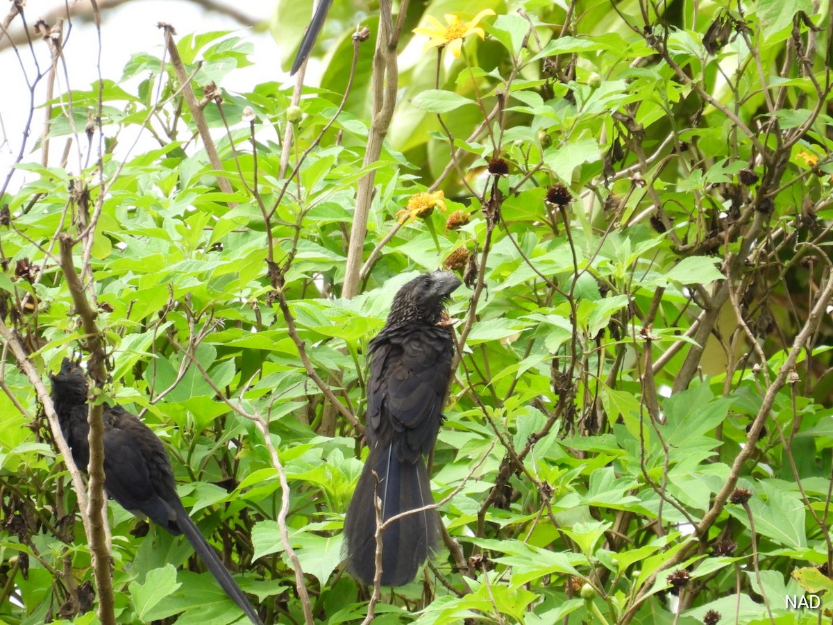 Smooth-billed Ani - ML619862599