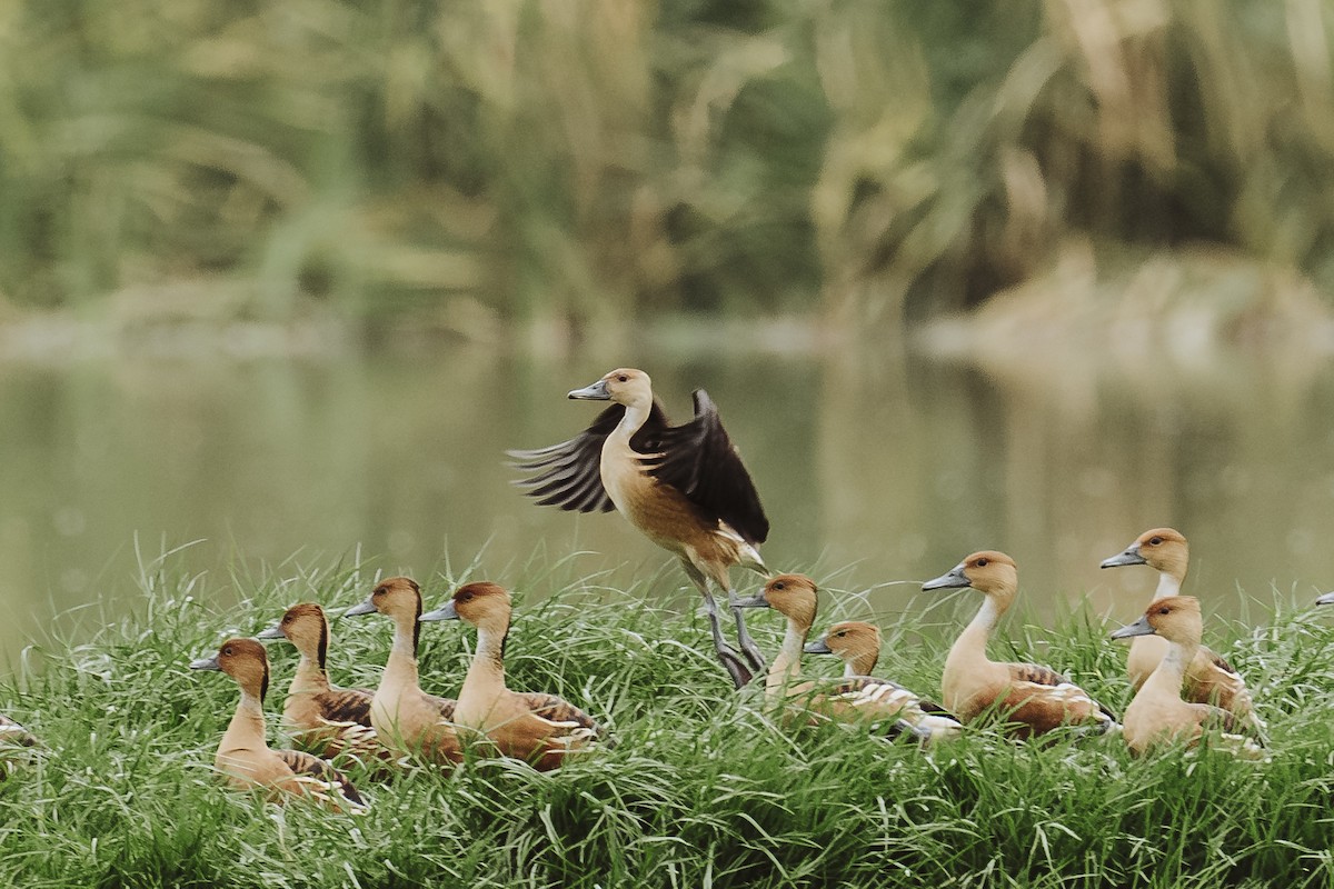 Fulvous Whistling-Duck - ML619862614