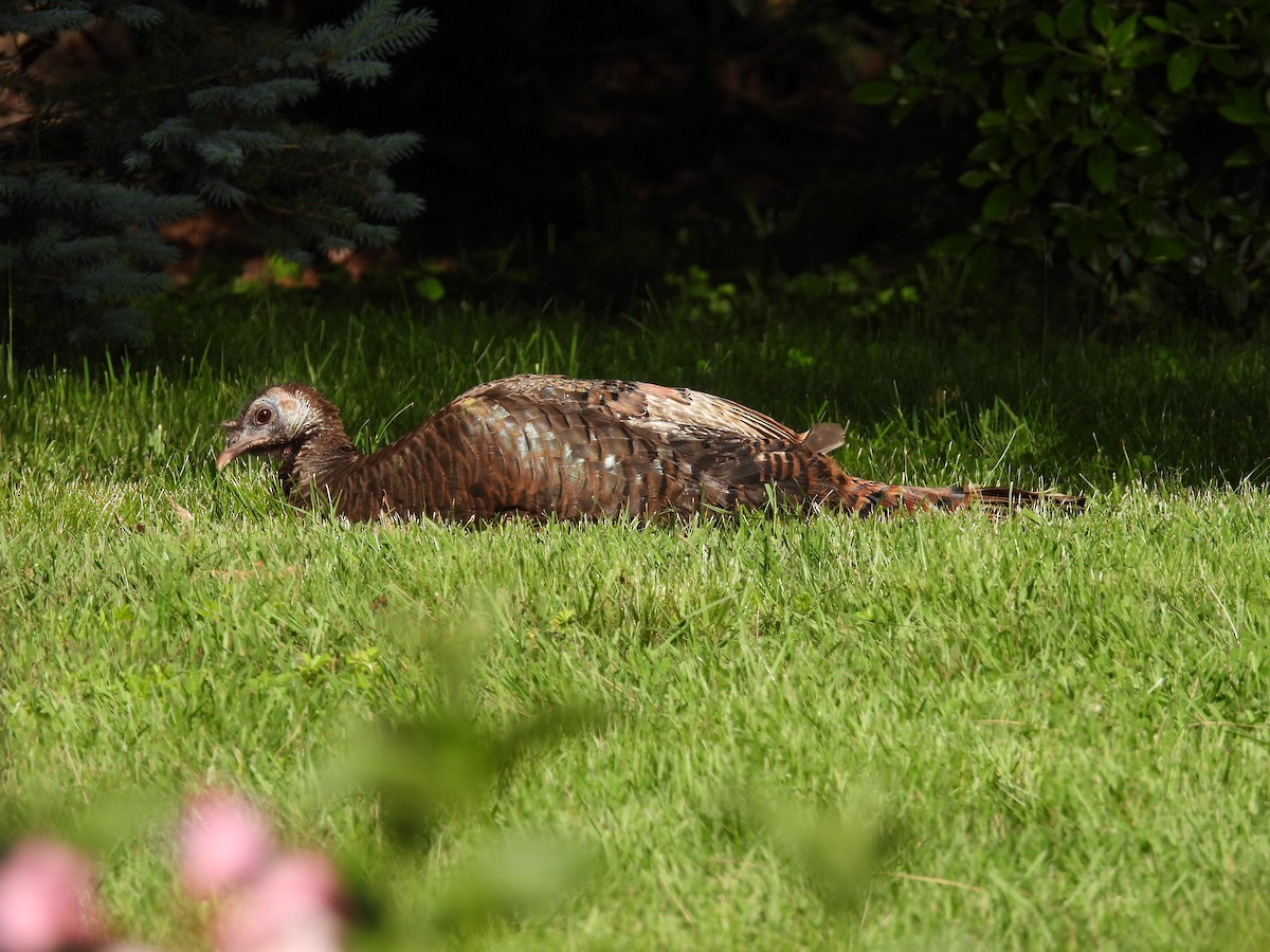 Guajolote Gallipavo - ML619862636