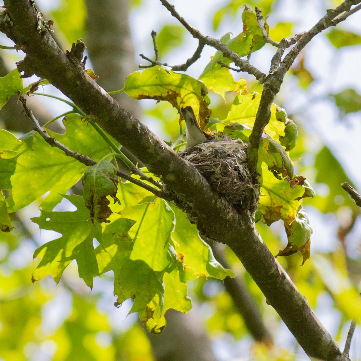 Cerulean Warbler - Todd Kiraly