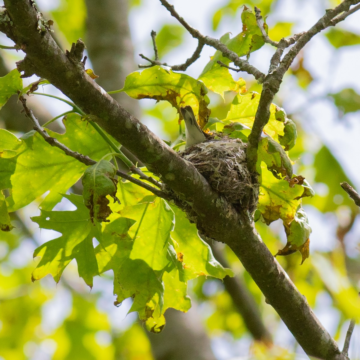 Cerulean Warbler - ML619862652