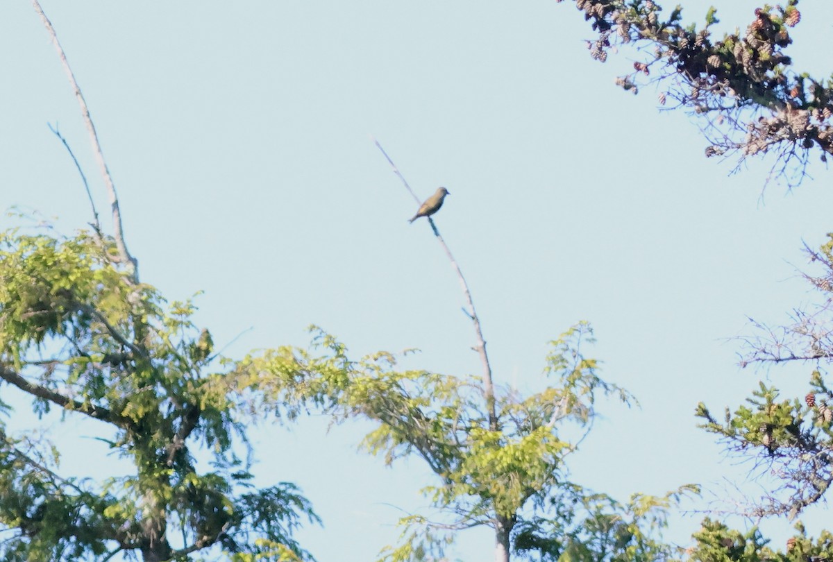 Red Crossbill - ML619862660