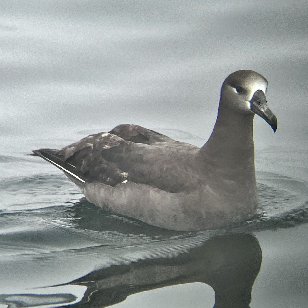 Black-footed Albatross - ML619862665