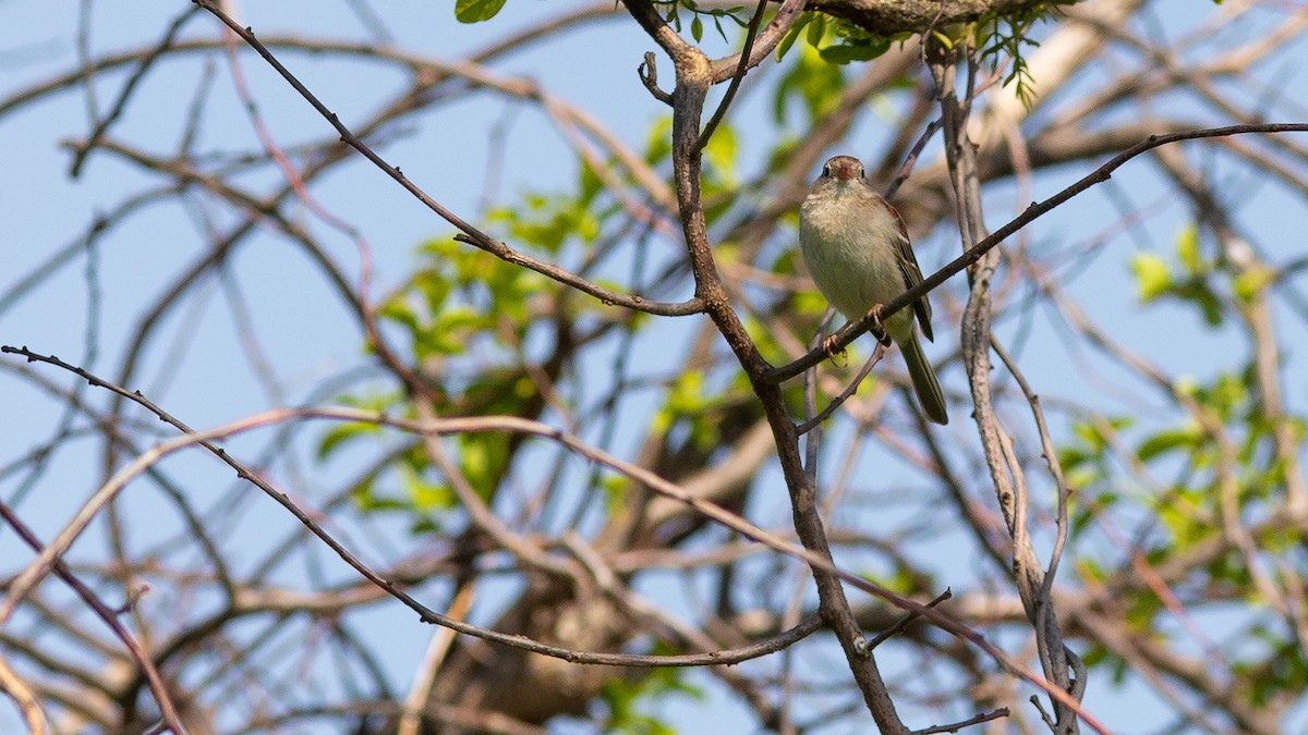 Chipping Sparrow - ML619862668